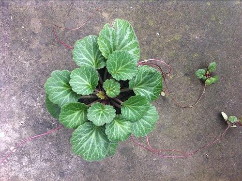 23.金丝荷叶(也叫虎耳草啦,可以治中耳炎等,拖了好多小崽)