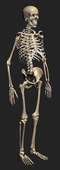 3d模型骷髅源文件