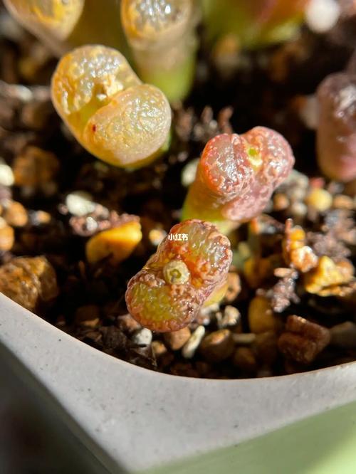 勋章 肉锥_生石花_生石花肉锥_家居家装_家居装饰_花艺