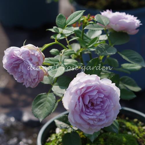 狄安娜的月季花园 月季花 蓝紫色 青金石 勤花丰花香味好闻小包子