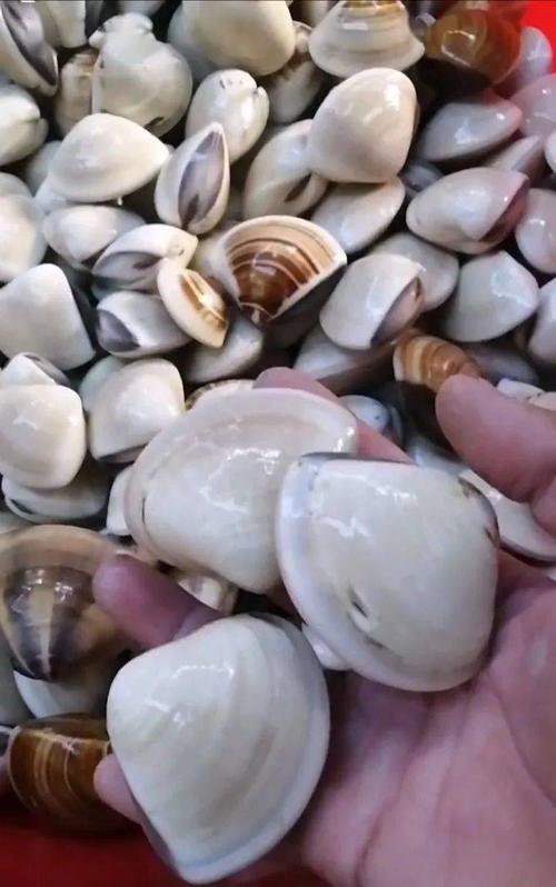 汕尾海滩突然出现大量被海浪淘上来的"沙白",引游客争先拾捡!