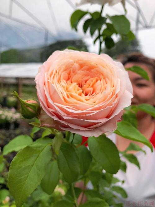 香缇别苑(玫瑰香橙)-切花月季品种-藤本月季网