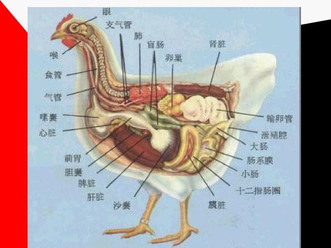 鸡的解剖图ppt