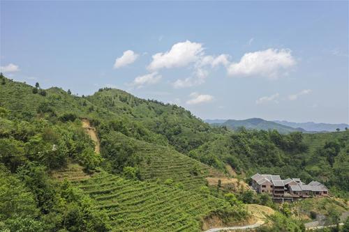 4月18日拍摄的广西凌云县加尤镇茶山景色(无人机照片新华社记者
