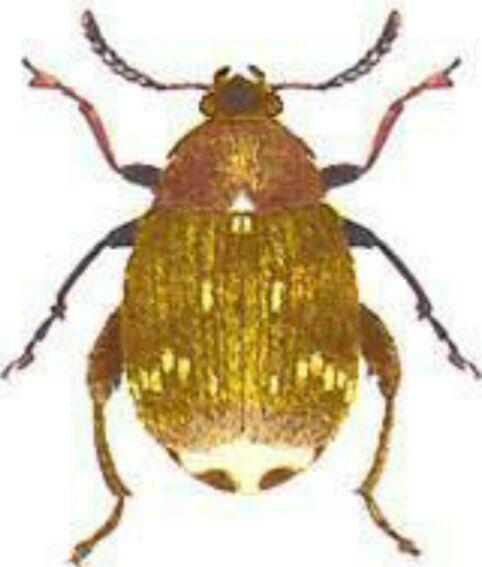 昆虫记的豌豆象手抄报 昆虫记的手抄报