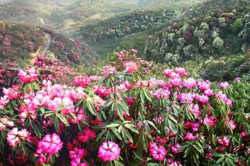 2022贵州百里杜鹃什么时候最佳赏花期百里杜鹃及周边旅游线路推荐