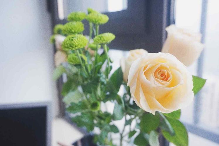 一朵香槟玫瑰简约唯美图片桌面壁纸