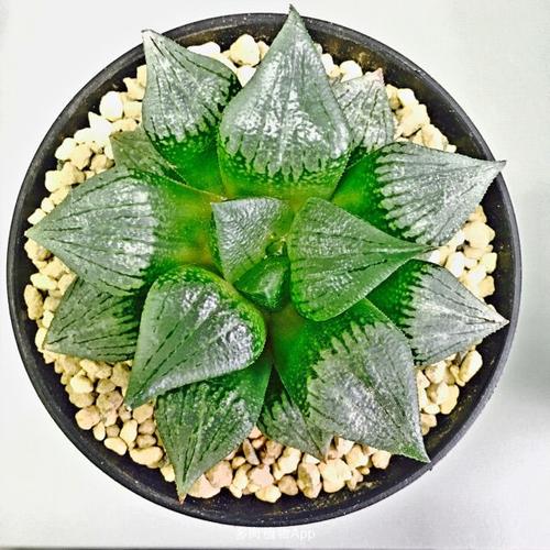 大家帮忙看看是阿寒湖还是康平还是别的什么寿