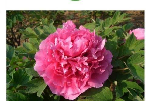 0/棵 观赏牡丹  牡丹花苗种植基地 出售牡丹花 盆栽牡丹 批发价格