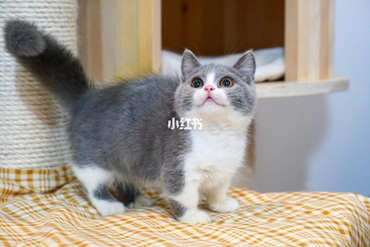 「广州猫舍」曼基康矮脚蓝白/短腿猫_猫咪_曼基康矮脚