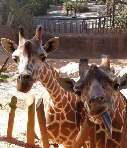 8岁雄性长颈鹿美国动物园内蹊跷死亡 死因至今未明