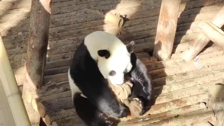 熊猫金虎我要怎么样才能讨到竹子