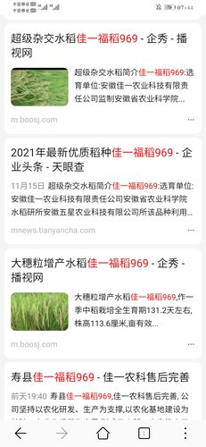 2020年【佳一福稻】没有任何田块出现"旱青立病".