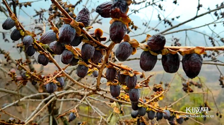 微视频|河北涉县:小黑枣串起山村"致富链"