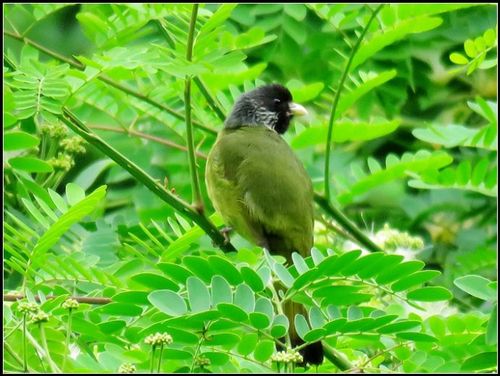 并不停地在树枝上来回跳跃,因为是在树丛中,绿色的树叶把鸟的身体映射