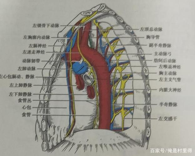 我们的胸部分区你们知道吗?说出来吓死你.赶紧进来看看吧!