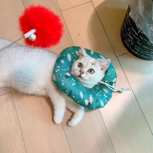 【讨论】猫癣治疗记录