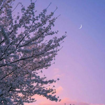 风景微信头像图片大全花真实花朵图片适合老人做微信头像