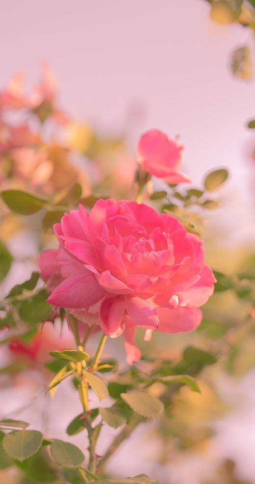 唯美迷人的月季花