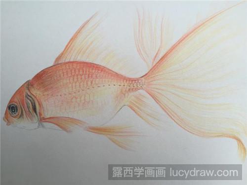 金鱼彩铅画教程