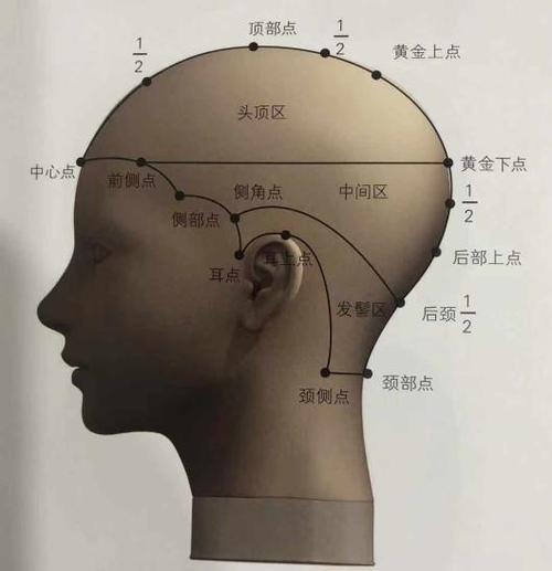 【北京美发学校分享】【头部骨骼与分区点介绍】