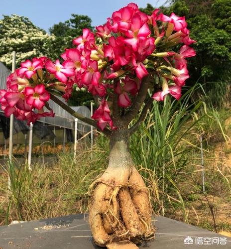 新买的沙漠玫瑰这样上盆,简单易操作,10天冒新根,再也