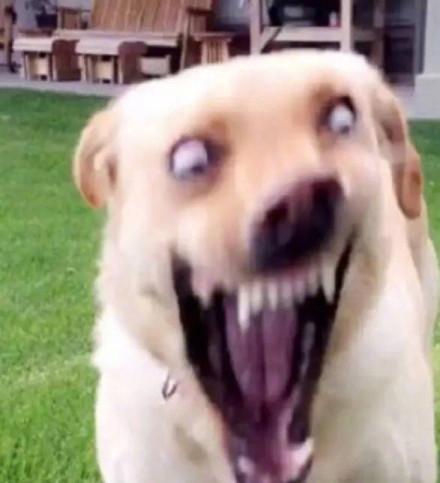 愤怒到变形的汪星人 - 一组傻狗逗比眼神表情包_汪星人_斗图表情