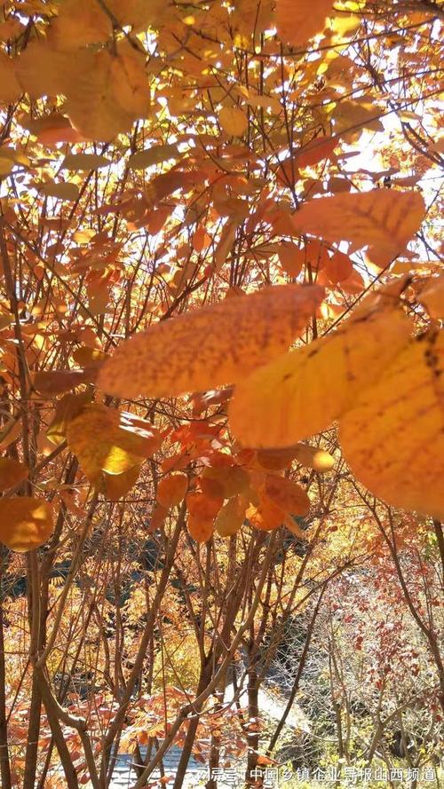 深秋的红叶图片