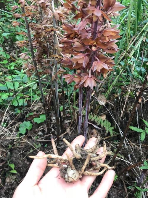 路边发现一株二级保护植物,无叶美冠兰,没有叶子的兰花,也挺美