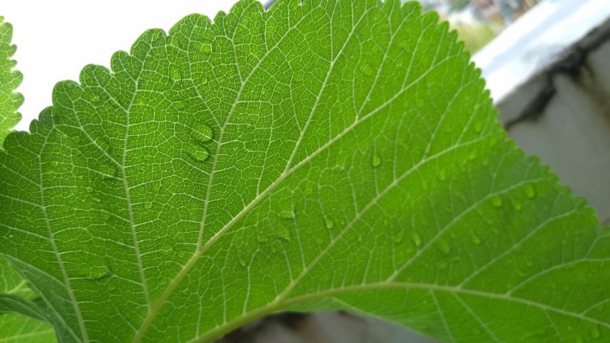 有雨珠的桑叶背面