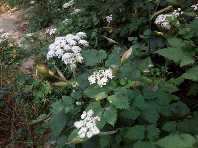                拐芹 伞形科当归