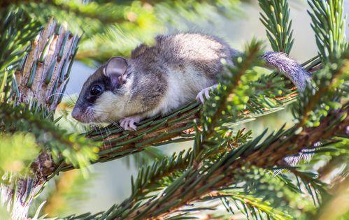 (rodentia),松鼠亚目(sciuromorpha),睡鼠科(gliridae)多种动物的统称