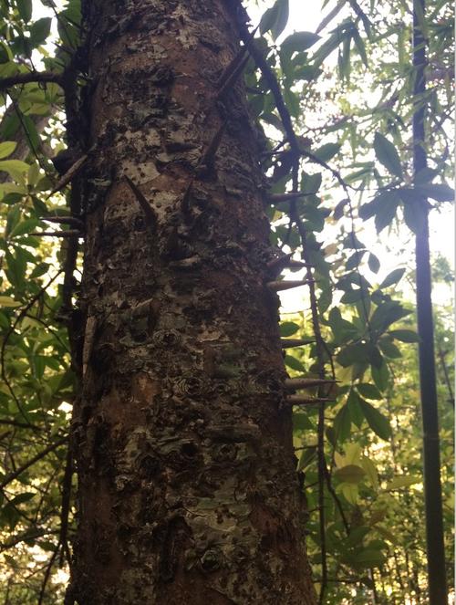 这棵全身长满长刺的树名叫什么,木材好不好,能不能做家具