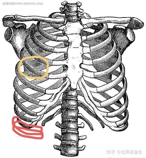 前几天突然又疼了,这次换了个位置,能感觉是肋骨表层,黄圈那里,也是