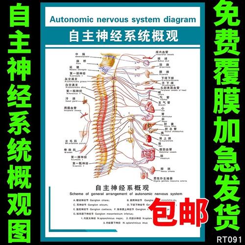 自主血管神经系统心脑宣传海报挂图概观医院文化