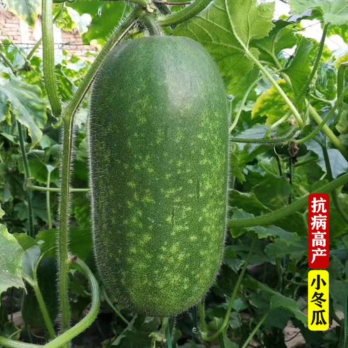 早熟绿春小冬瓜种子传统小节瓜种籽春季秋季四季高产杂交一代品种