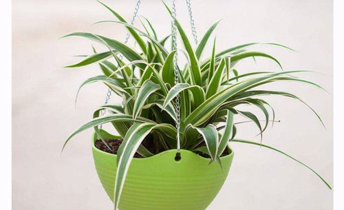 10种室内最好养的植物 观赏价值高还可以净化空气