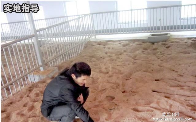 如何用发酵床菌种制作养鸡.