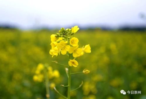 蜂儿似乎更爱这彩色油菜花