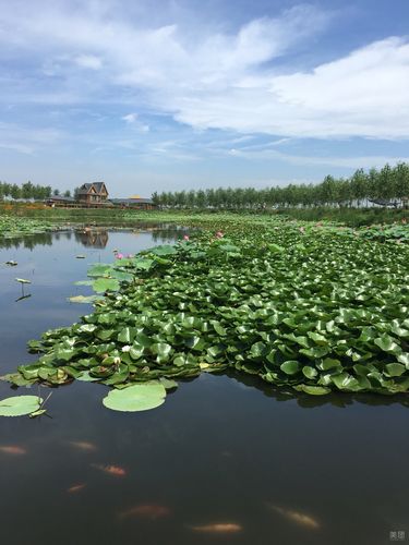 辽宁辽阳柳壕湿地公园评论
