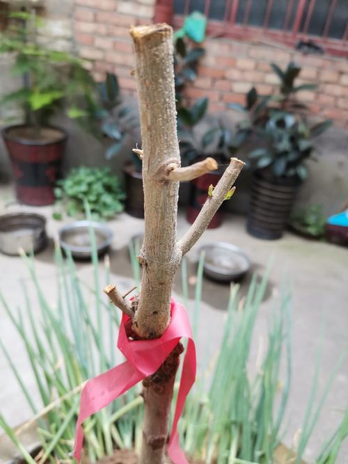 迟迟发芽的软籽石榴树