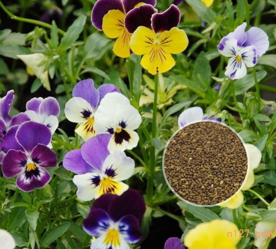 广东三色堇种子供应价格,优质三色堇种子批发