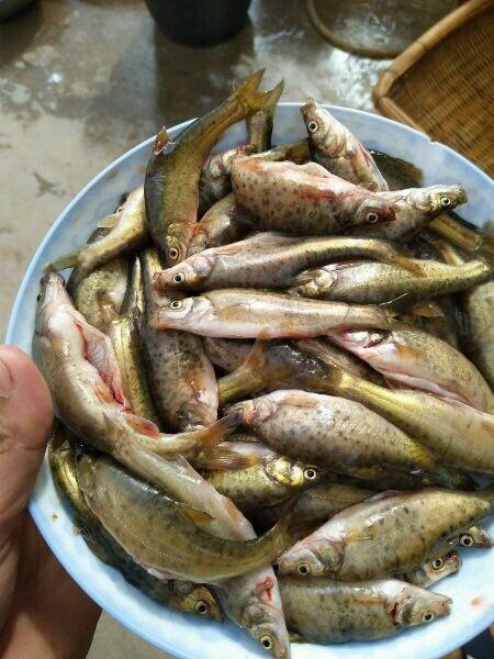 贵州特有地下鱼,洞穴鱼,当地人叫油鱼,岩花鱼,请问学名叫什么名字