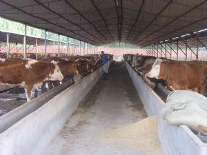 四川蓬溪县肉牛养殖场@肉牛价格@哪里有卖肉牛的