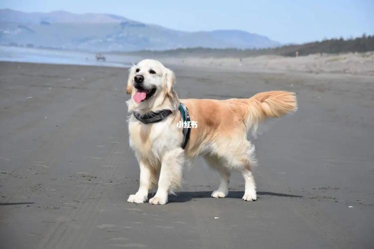 金毛寻回犬 ,海滩,玩耍_金毛_海滩_宠物_狗_晒狗