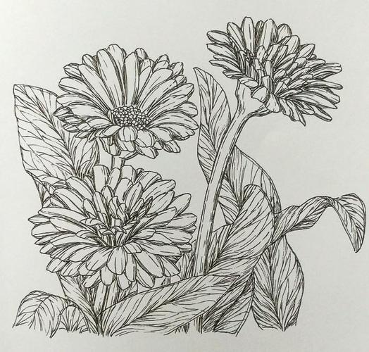 繁花四季,美美的黑白针管笔花卉|春之妩媚
