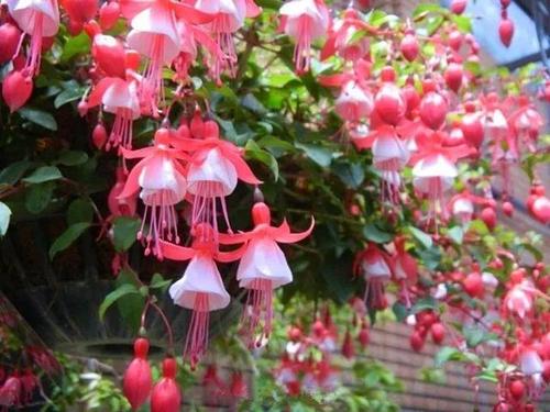 倒挂金钟是多年生的半灌木,花期4-12月份,冬季室内有暖气的话基本