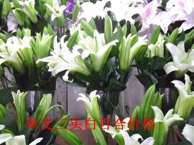 杭州单支鲜花速递单支红玫瑰单支粉玫瑰单支康乃馨单支百合