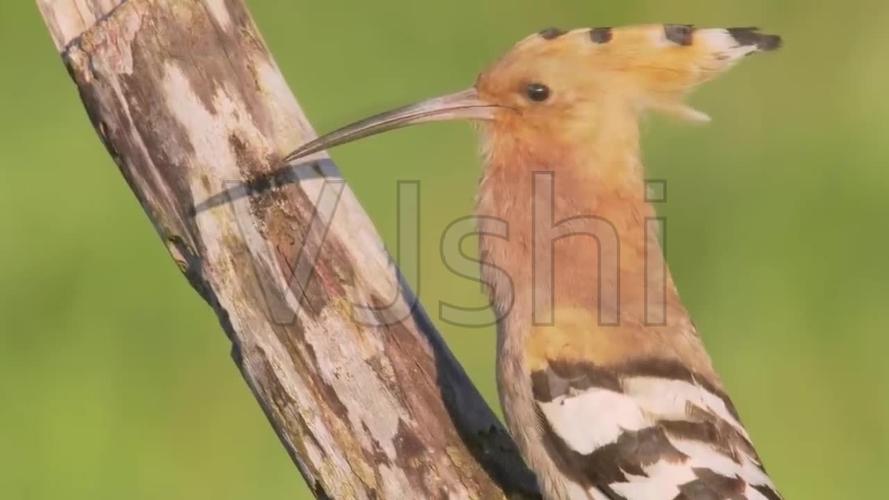 啄木鸟鸟叫声鸟飞特写_1280x720_高清视频素材下载(:)