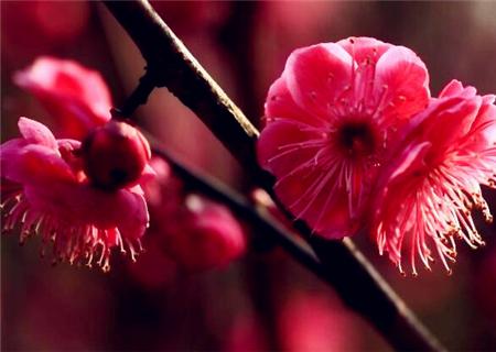 "四君子"之一梅花在什么季节开花?什么时候凋谢?有什么象征意义?